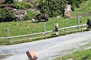 04 - Grouse Mountain - IMG_1514